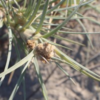 Spinifex littoreus (Burm.f.) Merr.